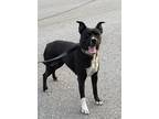 Adopt B Betty a Black - with White American Pit Bull Terrier / Mixed dog in