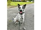 Adopt 8BALL a Black - with White Australian Cattle Dog / Mixed dog in