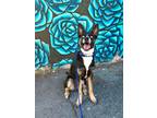 Adopt VORTEX a Black - with White Australian Shepherd / German Shepherd Dog /