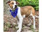 Adopt Kanye a Red/Golden/Orange/Chestnut - with White Treeing Walker Coonhound /