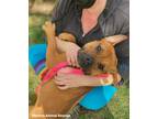 Adopt Lucy a Red/Golden/Orange/Chestnut French Mastiff / American Staffordshire