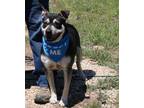 Adopt Rocky a Black - with Tan, Yellow or Fawn Rottweiler / Shepherd (Unknown