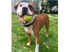 Adopt Chance a Tan/Yellow/Fawn - with White Mixed Breed (Medium) / Mixed dog in