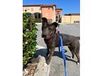 Adopt SHELLY a Brindle American Pit Bull Terrier / Mixed Breed (Medium) / Mixed