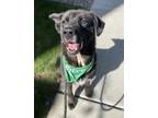 Adopt Astro a Black - with White Chow Chow / Labrador Retriever / Mixed dog in