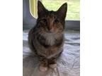 Adopt Callie a Brown Tabby Domestic Shorthair / Mixed Breed (Medium) / Mixed
