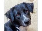 Adopt THELMA a Black - with White Australian Shepherd / Border Collie / Mixed