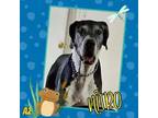 Adopt Nitro a Black - with White Great Dane / Mixed dog in GLENDALE