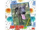 Adopt Jim Beam a Merle Great Dane / Mixed dog in GLENDALE, AZ (39319272)