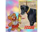 Adopt Fozzie a Black Great Dane / Mixed dog in GLENDALE, AZ (39319236)