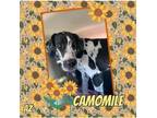 Adopt Camomile a White - with Black Great Dane / Mixed dog in GLENDALE