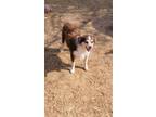 Adopt Bella a Red/Golden/Orange/Chestnut - with White Australian Shepherd /