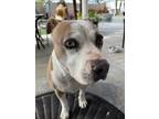 Adopt Darla CP a Tan/Yellow/Fawn - with White Pit Bull Terrier / Mixed dog in