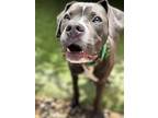 Adopt BRYCE (TRI-POD PUP) a Gray/Silver/Salt & Pepper - with White American