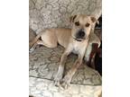 Adopt Mandy a Tan/Yellow/Fawn - with Black Pit Bull Terrier / German Shepherd