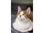 Adopt Dusty a Brown Tabby Domestic Shorthair / Mixed Breed (Medium) / Mixed