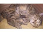 Adopt Althea a Brown Tabby Tabby (short coat) cat in Morganton, NC (39308843)