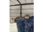 Adopt Rick a Brown Tabby Domestic Shorthair cat in Whiteville, NC (39308377)