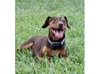 Adopt COCO a Brown/Chocolate Terrier (Unknown Type, Small) / Terrier (Unknown