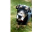 Adopt Henry a Black - with Brown, Red, Golden, Orange or Chestnut Dachshund /