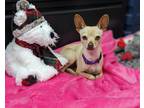 Adopt Bindi a Tan/Yellow/Fawn Miniature Pinscher / Mixed dog in Vista