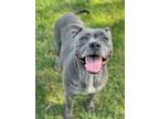 Adopt Phoenix a Black American Pit Bull Terrier / Mixed Breed (Medium) / Mixed