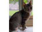 Adopt Ladybug a Brown Tabby Domestic Shorthair / Mixed Breed (Medium) / Mixed
