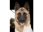 Adopt Roscoe P. Coletrain a Brown/Chocolate - with Black Akita / German Shepherd