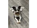Adopt Ginger a Gray/Silver/Salt & Pepper - with White Schnauzer (Miniature) /
