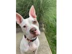 Adopt Bella a White - with Tan, Yellow or Fawn American Staffordshire Terrier /