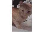 Adopt Trina a Orange or Red American Shorthair (short coat) cat in Upper Saddle