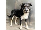 Adopt Togepi a Tricolor (Tan/Brown & Black & White) Fox Terrier (Smooth) /