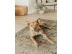 Adopt Rue a Tan/Yellow/Fawn Pit Bull Terrier / Mixed dog in Scottsdale