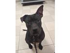 Adopt Dobby a Black Labrador Retriever / Staffordshire Bull Terrier / Mixed dog