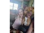 Adopt Pippi (Ginger) a Red/Golden/Orange/Chestnut American Staffordshire Terrier