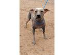 Adopt Xolo boy a Black - with Gray or Silver Xoloitzcuintle/Mexican Hairless /