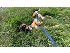 Adopt Mei Mei a Tricolor (Tan/Brown & Black & White) Mixed Breed (Small) / Mixed