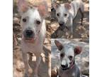 Adopt Henri a Gray/Silver/Salt & Pepper - with White Xoloitzcuintle/Mexican