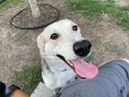 Adopt Twiggy a White German Shepherd Dog / Mixed Breed (Medium) / Mixed (short
