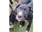 Adopt Kahlilas Krew a Black - with White American Staffordshire Terrier /