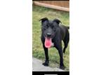Adopt Lafayette (Scott-TN) a Black - with White Labrador Retriever / Mixed dog