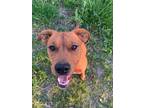 Adopt Petey (Peg-TN) a Tan/Yellow/Fawn Chesapeake Bay Retriever / Labrador