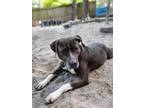 Adopt Harley Quinn a Black American Pit Bull Terrier / Hound (Unknown Type) /