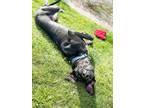 Adopt Danny a Black Great Dane / Mixed dog in Denver, CO (39275659)