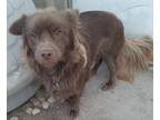 Adopt Tyson a Brown/Chocolate Cocker Spaniel / Spaniel (Unknown Type) / Mixed