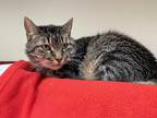Adopt Dinah a Brown Tabby Domestic Shorthair (short coat) cat in Sheridan