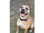 Adopt Outlaw a American Staffordshire Terrier / Mastiff / Mixed dog in Phoenix