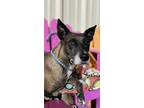 Adopt Ramona a Black - with Gray or Silver American Pit Bull Terrier / Mixed dog
