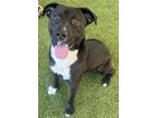 Adopt Decker a Black Labrador Retriever / American Pit Bull Terrier / Mixed