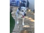 Adopt Grampa Bluey a Black - with White Australian Cattle Dog / Mixed dog in